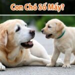 Con Chó Số Mấy? Ý Nghĩa Tâm Linh Và Giải Mã Con Số May Mắn